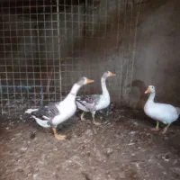غاز