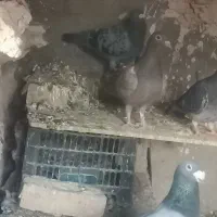 کفتر بوم