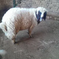 گوسفند نر