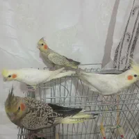 چهار عدد عروس هلندی