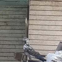 کفتر
