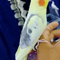 عروس هلندی نر مست