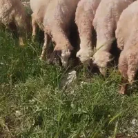 حیوانات مزرعه گوسفند میش سنجابی