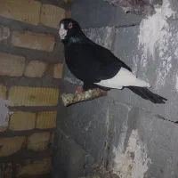 کبوتر قره سیاه