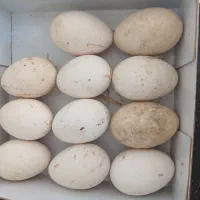 تخم قوغاز وجوجه محلی