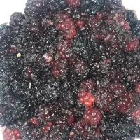 فروش شاتوت منجمد