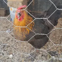 مرغ گلپایگان