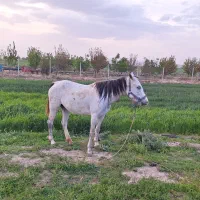 اسب مادیان|اسب و تجهیزات اسب‌سواری|سیلاخور, |دیوار