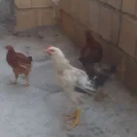 سلام.۴عددجوجه