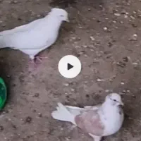 گمشده