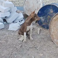 شهرک نفت