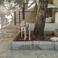 داگو آرژانتین ماده