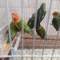 ۶عدد کوتوله آواز خوان  بالغ و سرحال