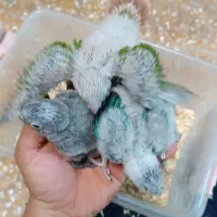 جوجه گرینچیک