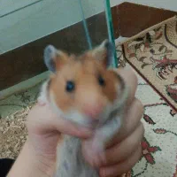 همستر