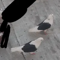 یک جفت کفتر