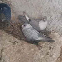 نروماده موشی الماسی طوق سفید