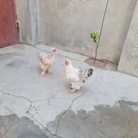 مرغ برهما اصل