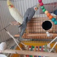 یک جفت عروس هلندی