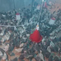 جوجه بوقلمون