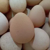 تخم مرغ شاخدار