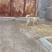 واگذاری سگه پاکوتاه