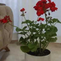 گل شمعدانی|گل و گیاه طبیعی|بوکان, |دیوار