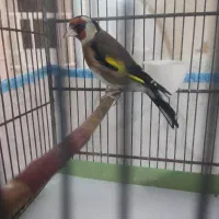 سهره جفتی قناری سهره ب شزط ب شرط ب شرط معاوضه