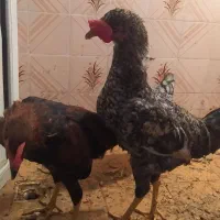 مرغ خروس