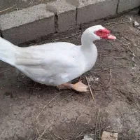 تخم اردک اسراییلی سفید تازه و نطفه دار