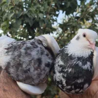طوقی الماسی خال سرکه سور شکلاتی کلایی پالخت دمسفید
