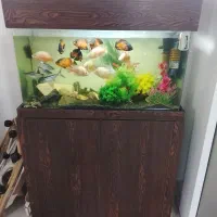 آکواریوم شیشه خم کامل همراه کلی ماهی نژاد دار