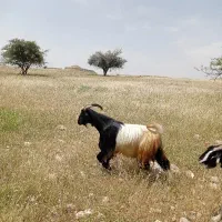 اخته دوسال ونیم جوان