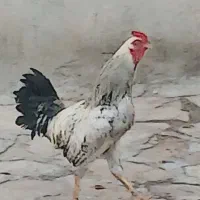 خروس محلی