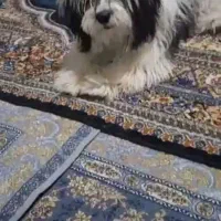 سگ پاکوتاه شیتزو  نر یک سال نیم 5تومن