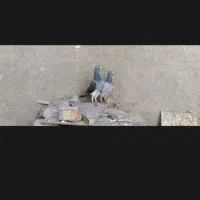 گروه کبوتر