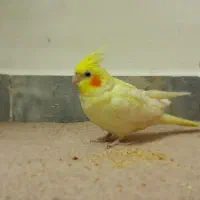 عروس هلندی