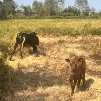 گاو با گوساله