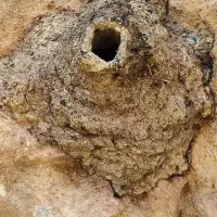 خانم جهت کار در کارگاه
