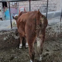 گوساله ماده سیمینتال قرمز