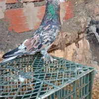 کبوتر سرور آتیشی
