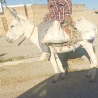 الاغ گله ای آرام