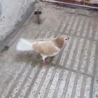 ساده