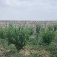 فروش باغ و زمین باغی