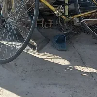 دوچرخه