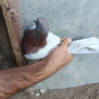 چهار عدد کبوتر