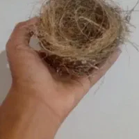 جوجه قناری