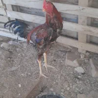 خروس و مرغ لاری اصیل