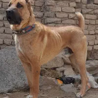 سگ  افغانی اصیل