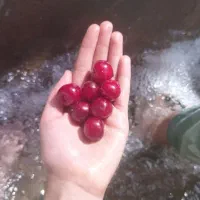 خشک کردن محصولات شما